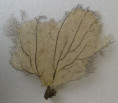 /products/hydrocorella-africana-2-stechow-19211/